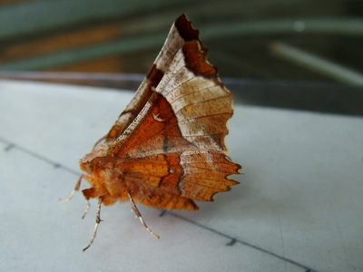 Lunar Thorn